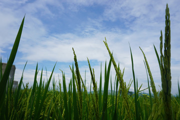 Obraz premium Rice plant in field with cloudy sky, Trenggalek, Indonesia