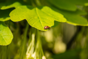 Cream Spotted Ladybird on Leaf in Springtime