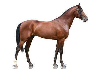 The beautiful bay sport horse  standing isolated on white background. Side view