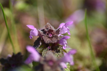 Purpurrote Taubnessel (Lamium purpureum)
