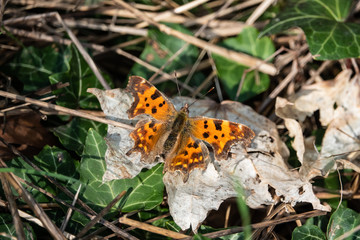 European Comma Butterfly on Leaf in Springtime