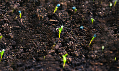 seedlings growing in soil
