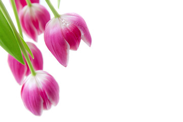 Bouquet of tulips isolated on white background.Spring greeting card.