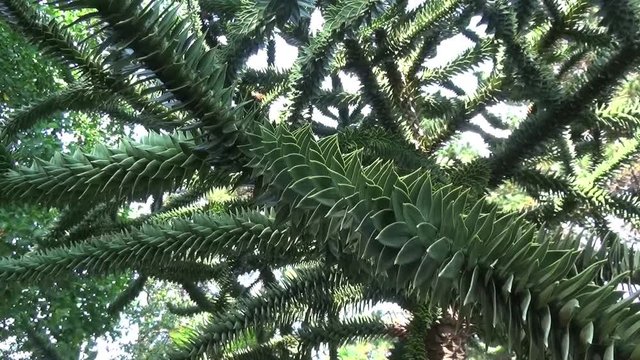 Arcachon, Le d&eacute;sespoir des singes au parc mauresque 02