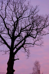 Silhouette of trees against sunrise. Early morning with pink sky