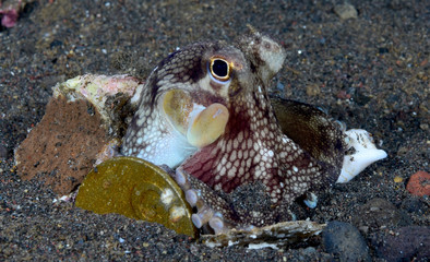 Incredible Underwater World - Coconut octopus - Amphioctopus marginatus. Diving and underwater...