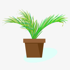 Indoor tropical plant palm tree in pot. Vector drawing on white background. For interior design.