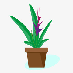 Indoor tropical plant Heliconia blooming in  pot. Vector drawing on white background. For interior design.