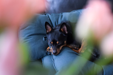Portrait of a small dog. Pink flowers in the foreground. Blurred foreground