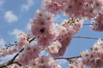 Kirschblüte