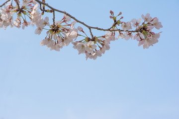 桜の花　青空
