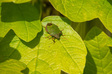 Green Shield Bug on Leaf in Springtime