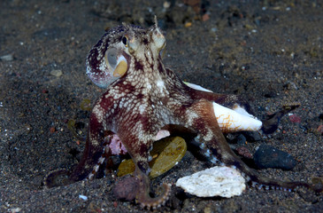 Incredible Underwater World - Coconut octopus - Amphioctopus marginatus. Diving and underwater photography. Tulamben, Bali, Indonesia.