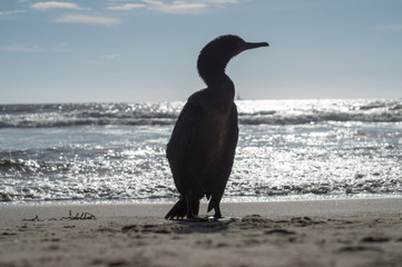 Fototapeta premium dark bird on beach 6