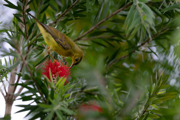 Beautiful bird perching on red brush flower in sunny day with sunlight in background..Juvenile brown throated sunbird   female  drinking sweet from red flower in summer time.