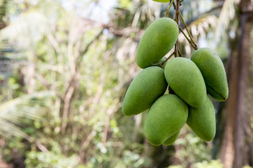 Green mango hanging,mango field,mango farm. Agricultural concept,Agricultural industry concept.Mangoes fruit on the tree in garden, Bunch of green ripe mango on tree in garden. Selective focus