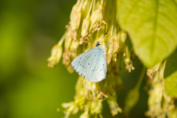 Holly Blue Butterfly on Maple Flowers in Springtime