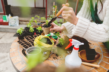 Planting basil in Biodegradable pots