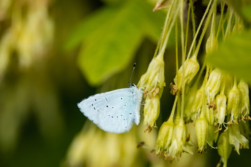 Holly Blue Butterfly on Maple Flowers in Springtime