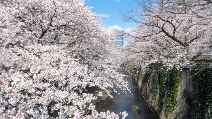 神田川と桜