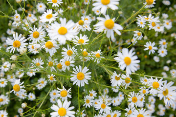 Flowering chamomile pharmacy. Many daisies, top view.