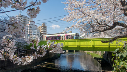 Fototapeta na wymiar 神田川を渡る路面電車と桜（１）