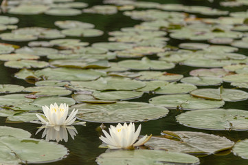 white water lily