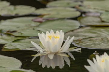 water lily in pond