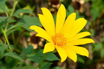 Blooming Leopard’s Bane flower -Doronicum austriacum in garden .