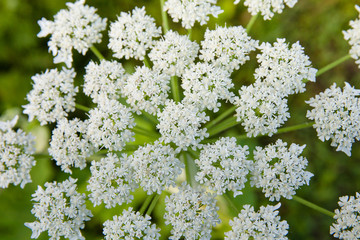 Flowering cow parsnip. White flowers close up.