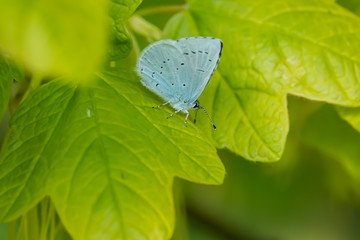 Holly Blue Butterfly on Leaf in Springtime