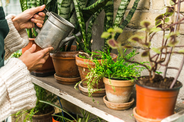 Watering plants in my home garden