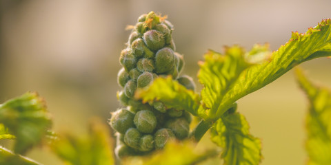 Spring Tree Buds Opening V, Shallow Depth of Field Macro Photography, Spring 2019
