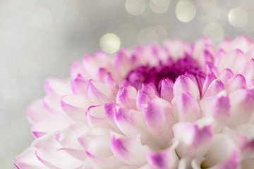 Pink-purple chrysanthemum flower close-up on a light background. Bright spring summer photo, suitable for backgrounds and other purposes.