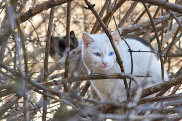Two cute homeless cat sitting on a tree in a spring