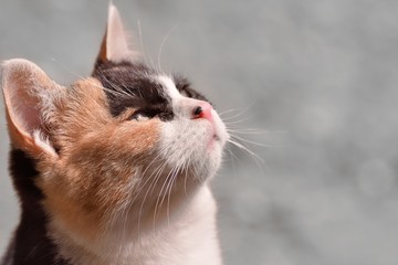 離島に暮らす猫（１５）