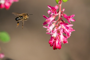 Honeybee Flying to Currant Flowers in Springtime
