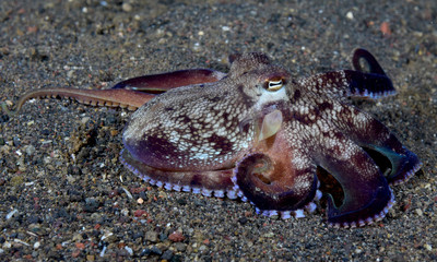 Incredible Underwater World - Coconut octopus - Amphioctopus marginatus. Diving and underwater photography. Tulamben, Bali, Indonesia.