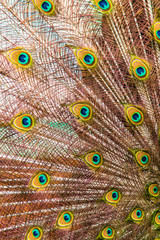 Obraz premium peacock feathers as a background