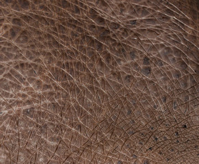 hippo skin as background