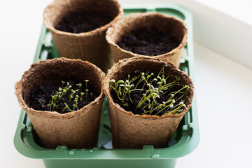 young plants in pots