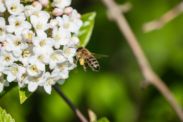 Honeybee Flying to Viburnum Flowers in Springtime