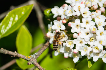 Obraz na płótnie Canvas Honeybee Flying to Viburnum Flowers in Springtime