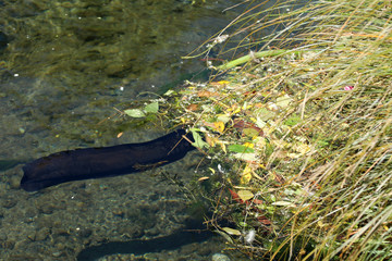 Aal Fisch im Avon River in Neuseeland
