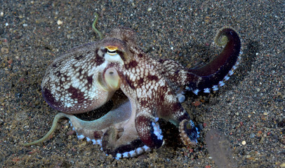 Incredible Underwater World - Coconut octopus - Amphioctopus marginatus. Diving and underwater photography. Tulamben, Bali, Indonesia. © diveivanov