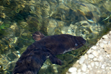 Aal Fisch im Avon River in Neuseeland