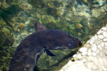 Aal Fisch im Avon River in Neuseeland