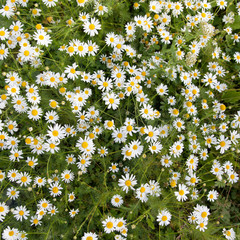 Flowering chamomile pharmacy. Many daisies, top view.