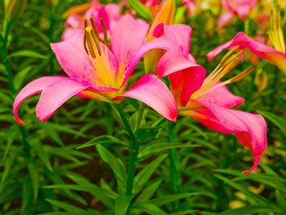 Obraz na płótnie Canvas These are lily flowers in the control temperature house 25 degree at North- east of Thailand.