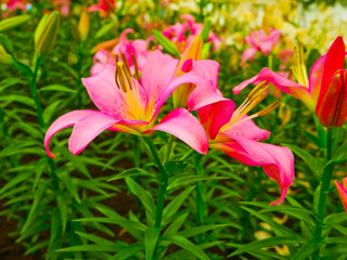 These are lily flowers in the control temperature house 25 degree at North- east of Thailand.